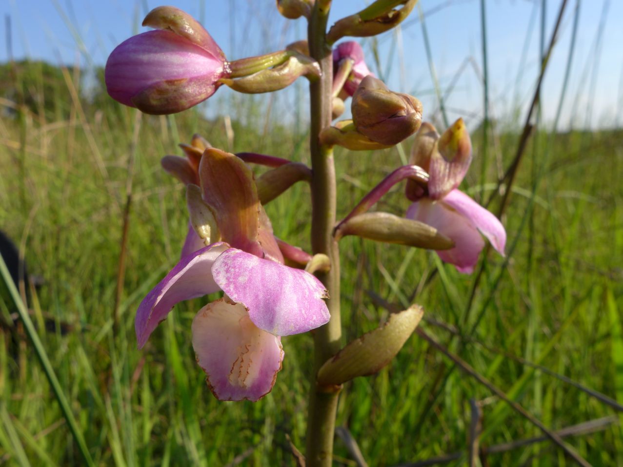 Eulophia latilabris Eulophia latilabris