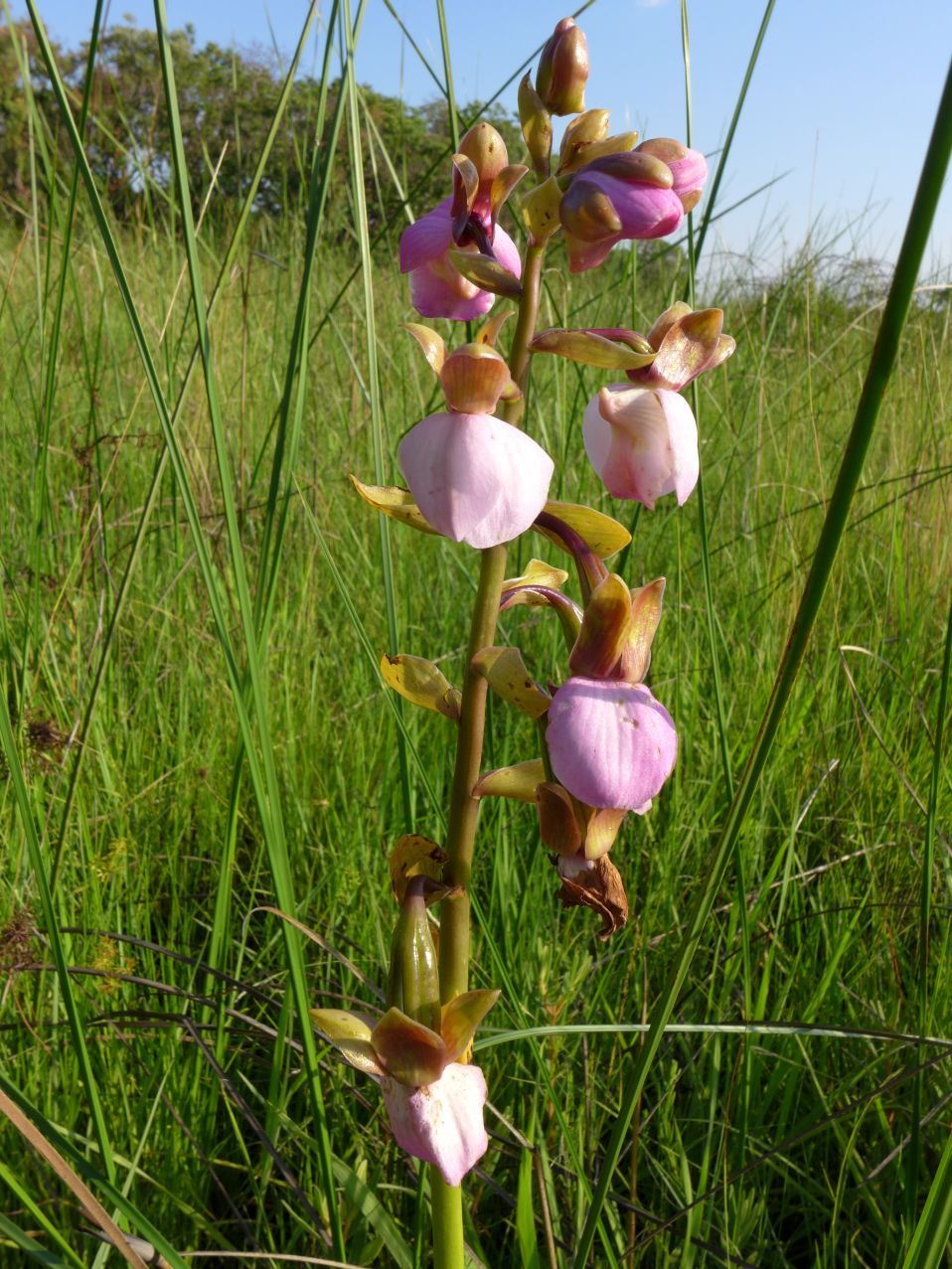 Eulophia latilabris Eulophia latilabris