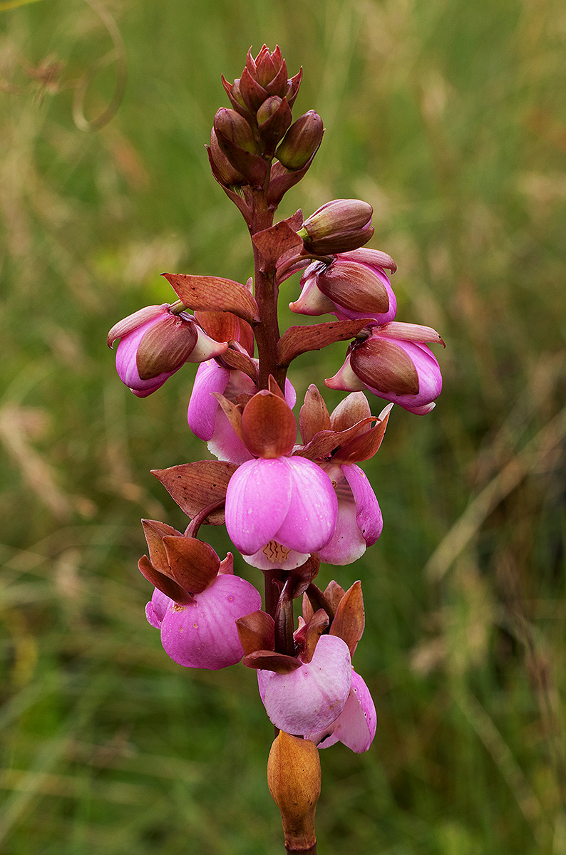 Eulophia latilabris Eulophia latilabris