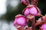 Eulophia latilabris