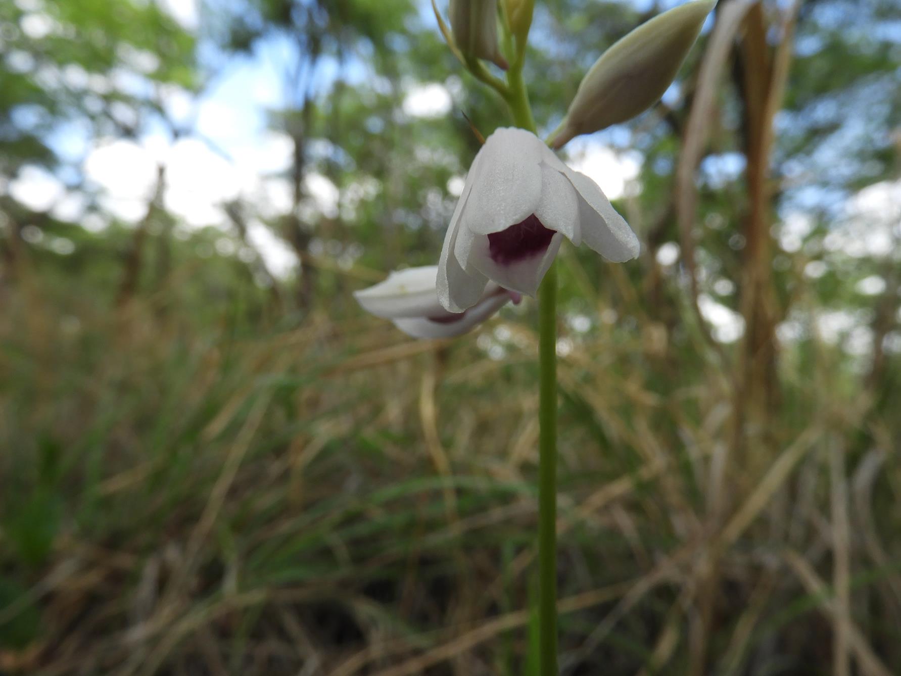 Orthochilus euanthus Orthochilus euanthus