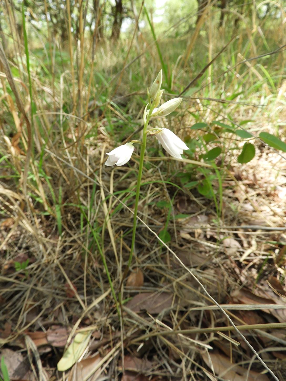 Orthochilus euanthus Orthochilus euanthus