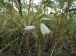 Orthochilus euanthus