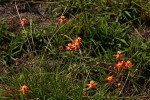 Stathmostelma pedunculatum