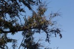 Agarista salicifolia