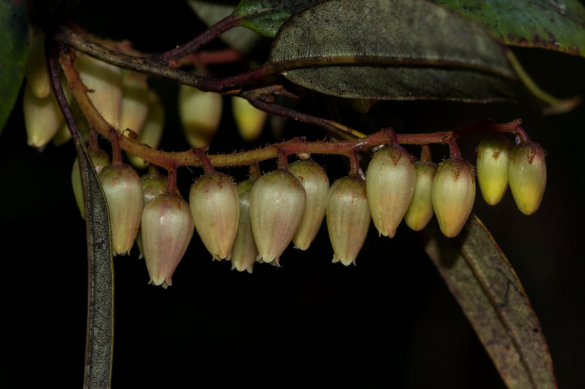 Agarista salicifolia Agarista salicifolia