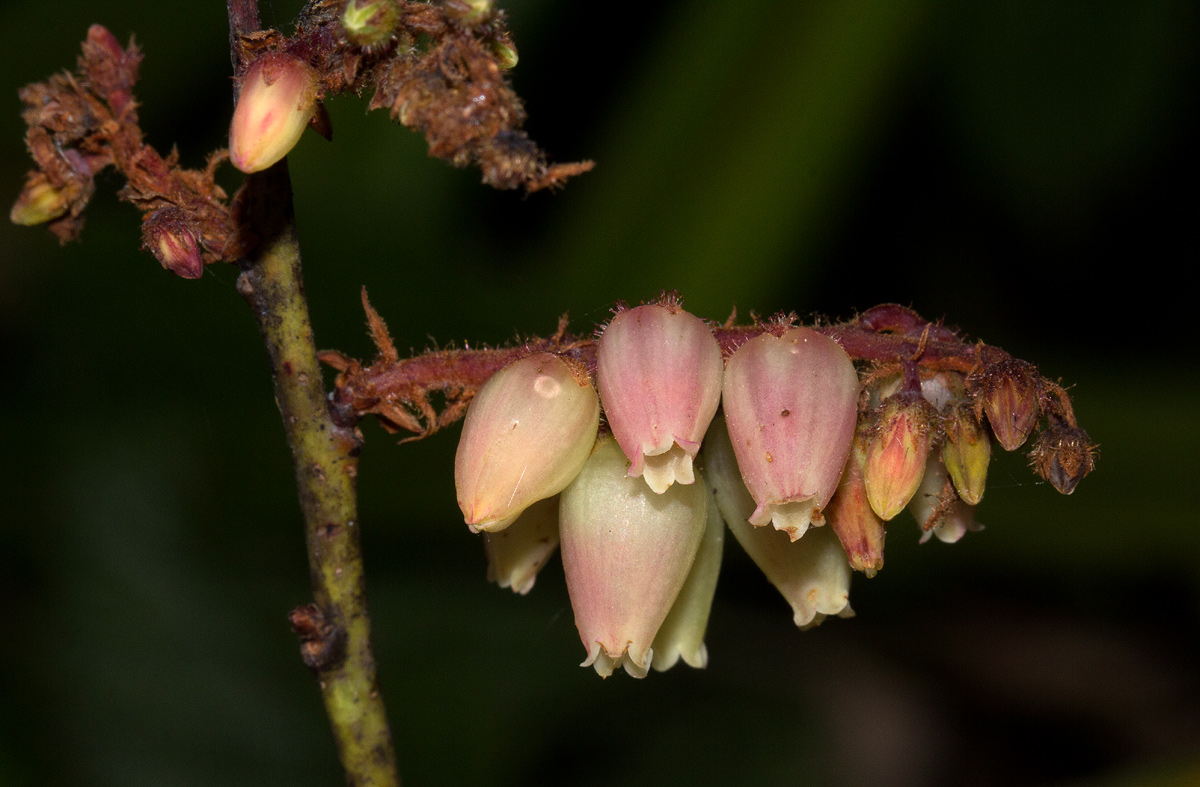 Agarista salicifolia Agarista salicifolia