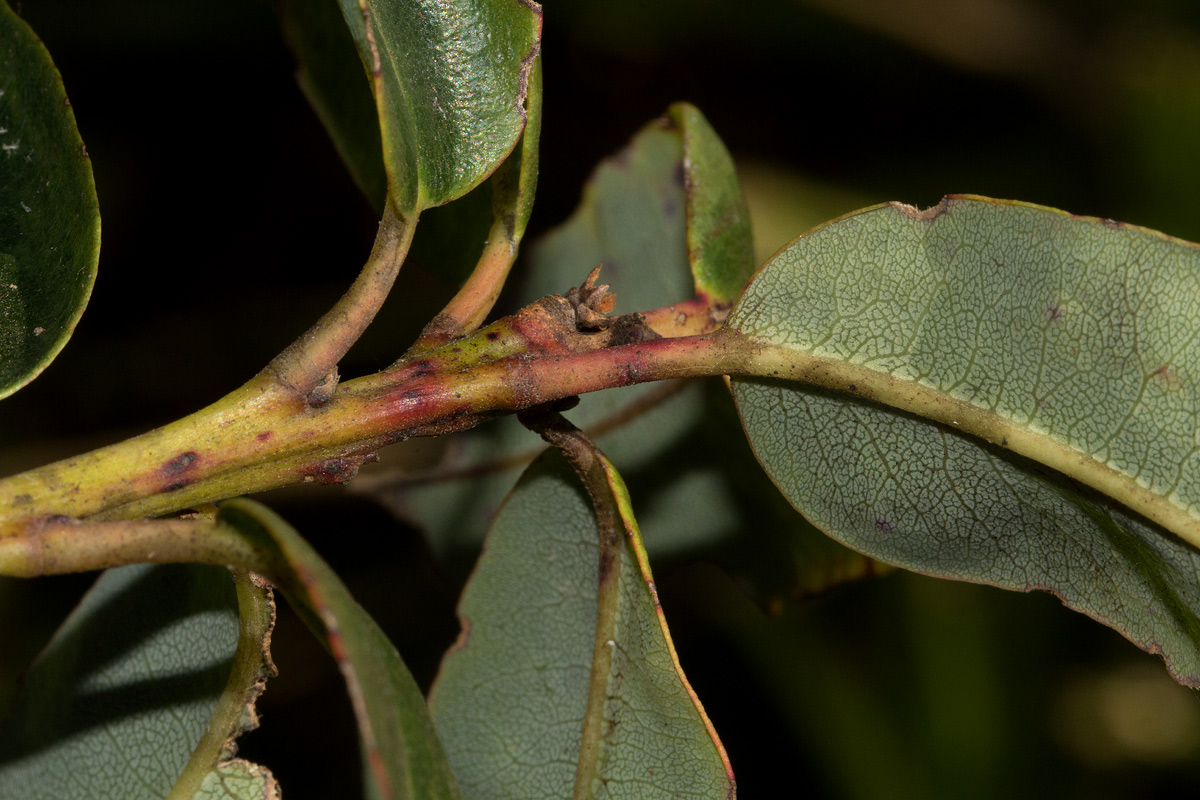 Agarista salicifolia