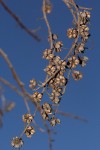 Agarista salicifolia