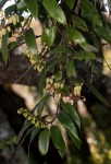 Agarista salicifolia