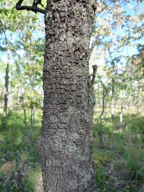 Cassipourea mollis Cassipourea mollis