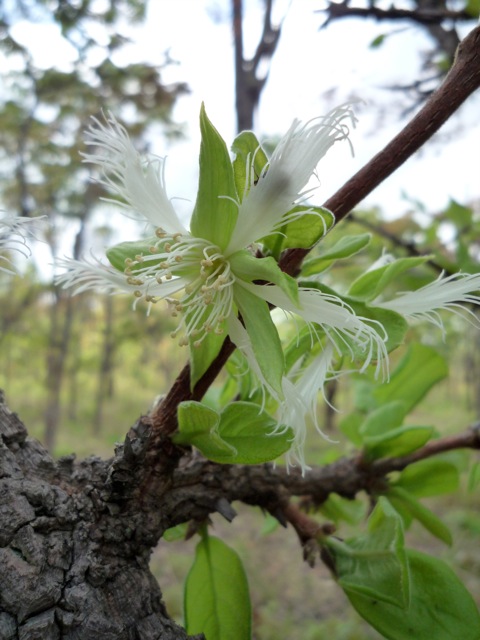 Cassipourea mollis Cassipourea mollis