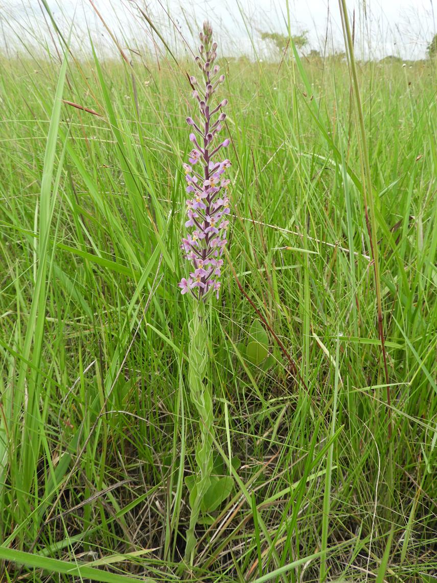 Brachycorythis pubescens Brachycorythis pubescens
