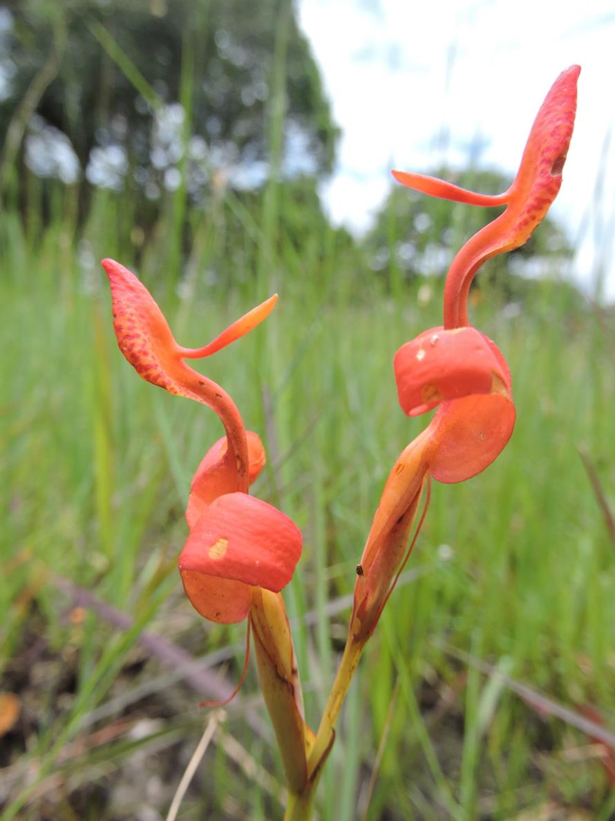 Disa erubescens subsp. carsonii Disa erubescens subsp. carsonii