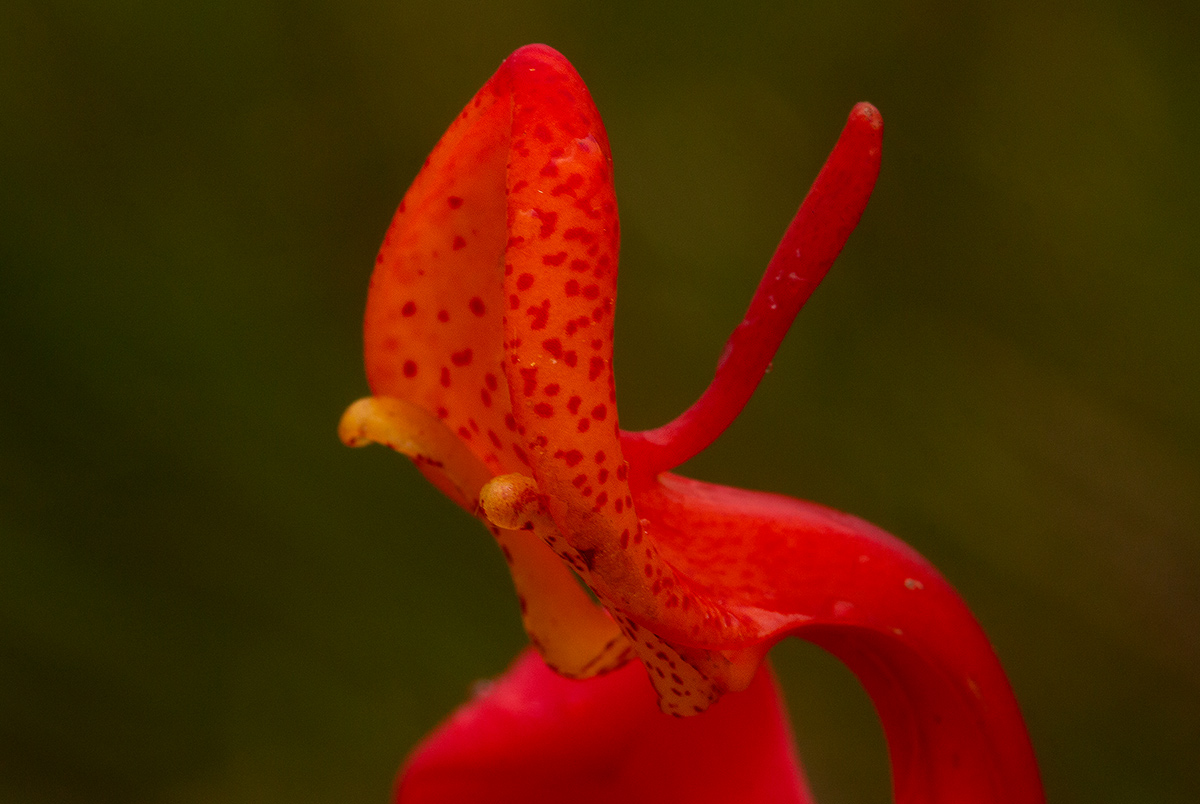 Disa erubescens subsp. carsonii Disa erubescens subsp. carsonii