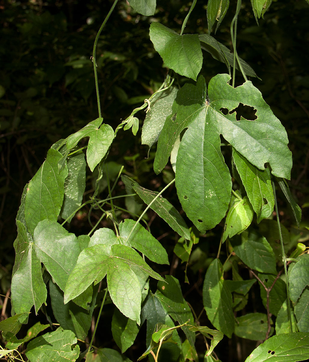 Dalechampia scandens var. cordofana Dalechampia scandens var. cordofana