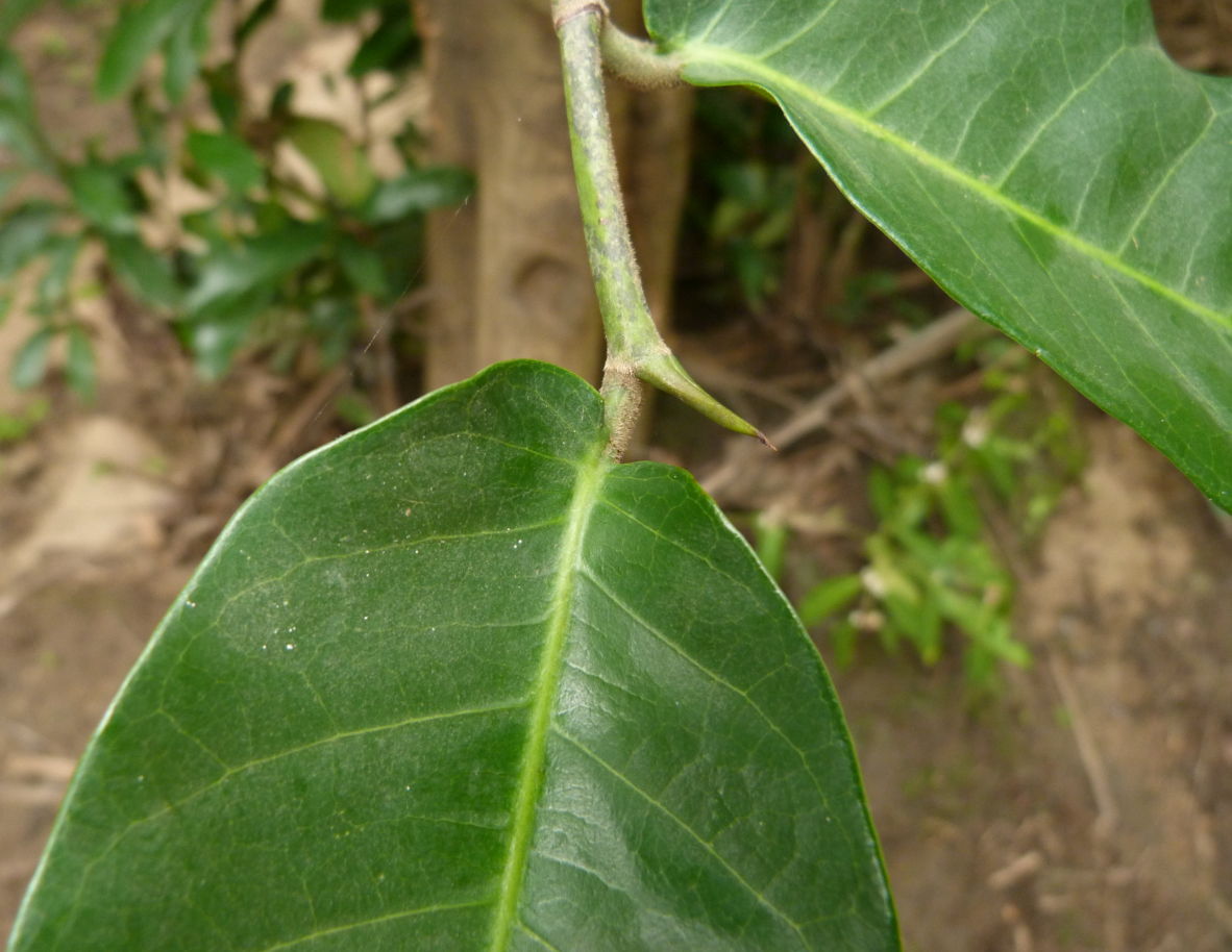 Treculia africana subsp. africana var. africana Treculia africana subsp. africana var. africana