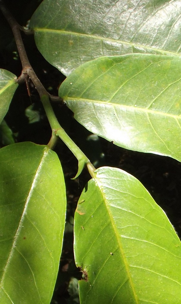 Treculia africana subsp. africana var. africana Treculia africana subsp. africana var. africana