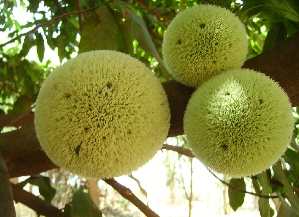 Treculia africana subsp. africana var. africana Treculia africana subsp. africana var. africana