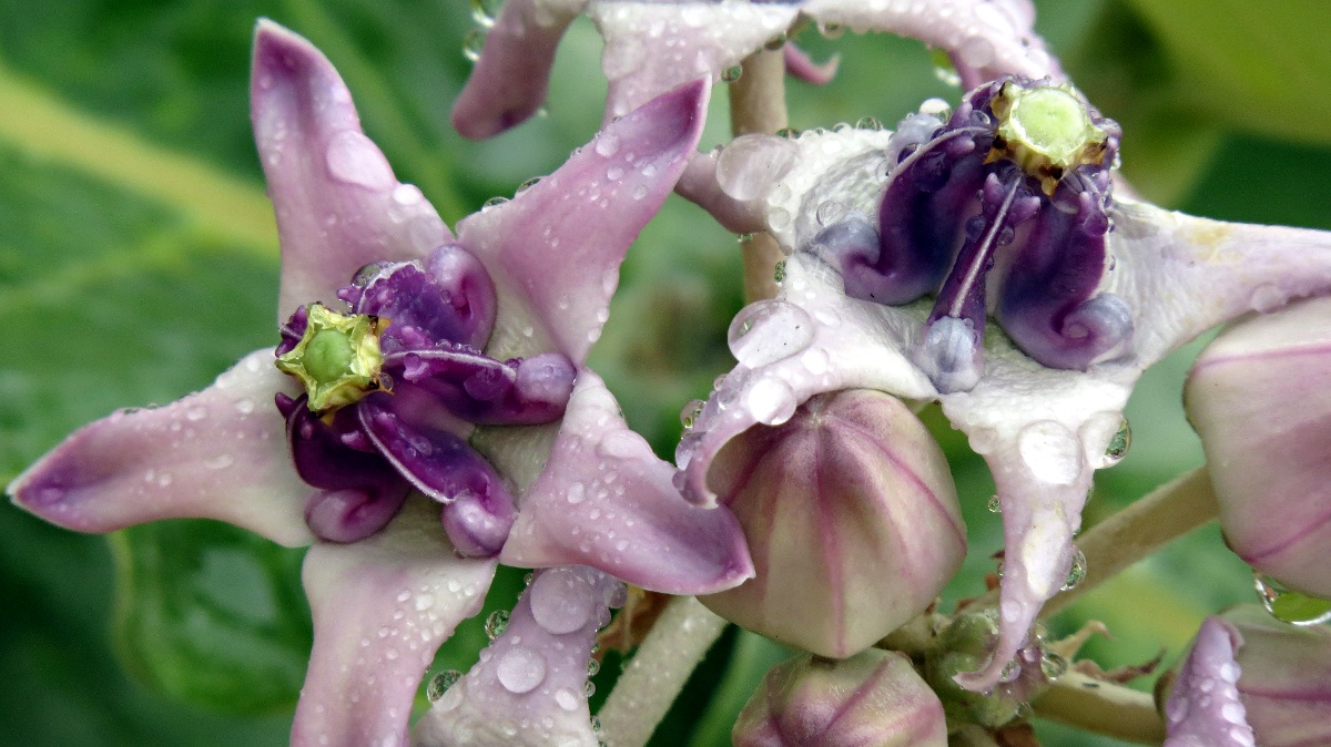 Calotropis gigantea Calotropis gigantea