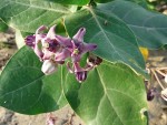 Calotropis gigantea