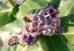 Calotropis gigantea