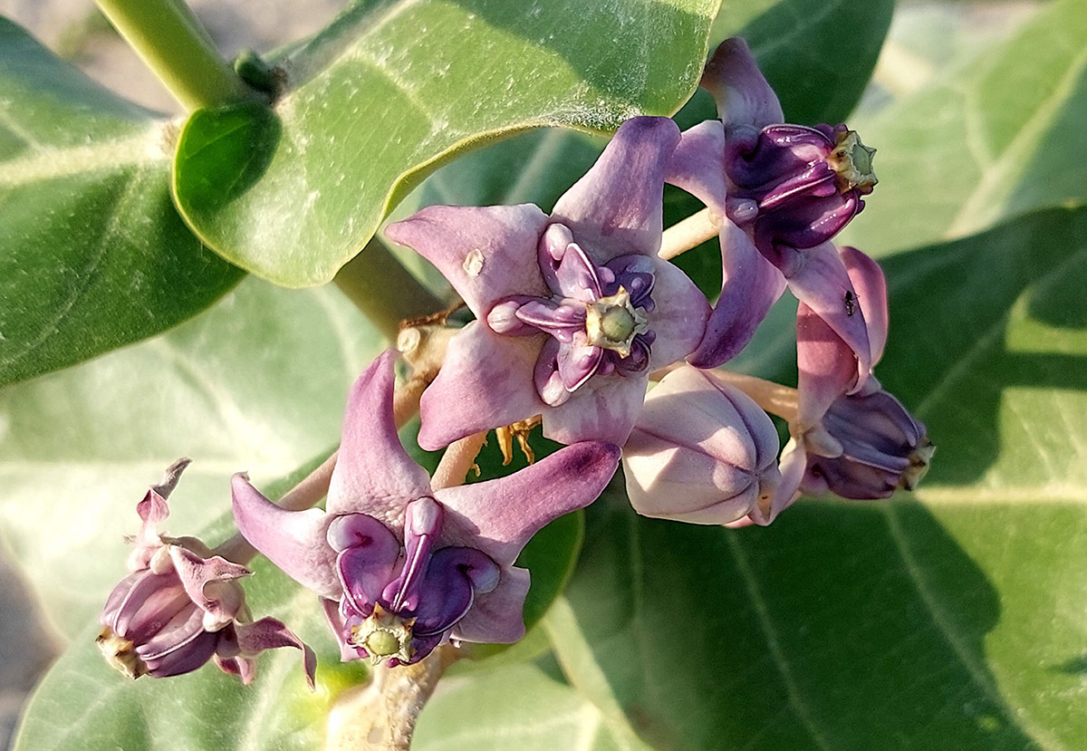 Calotropis gigantea