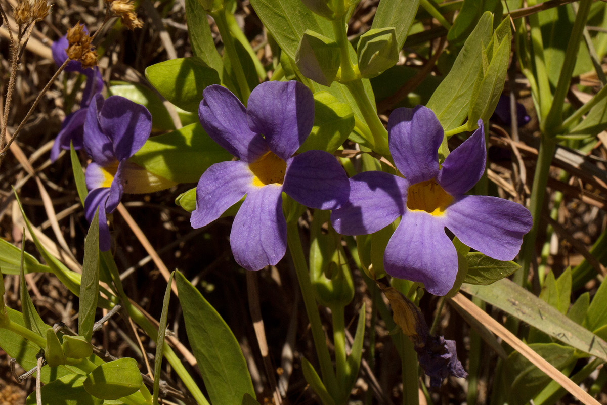 Thunbergia lancifolia Thunbergia lancifolia