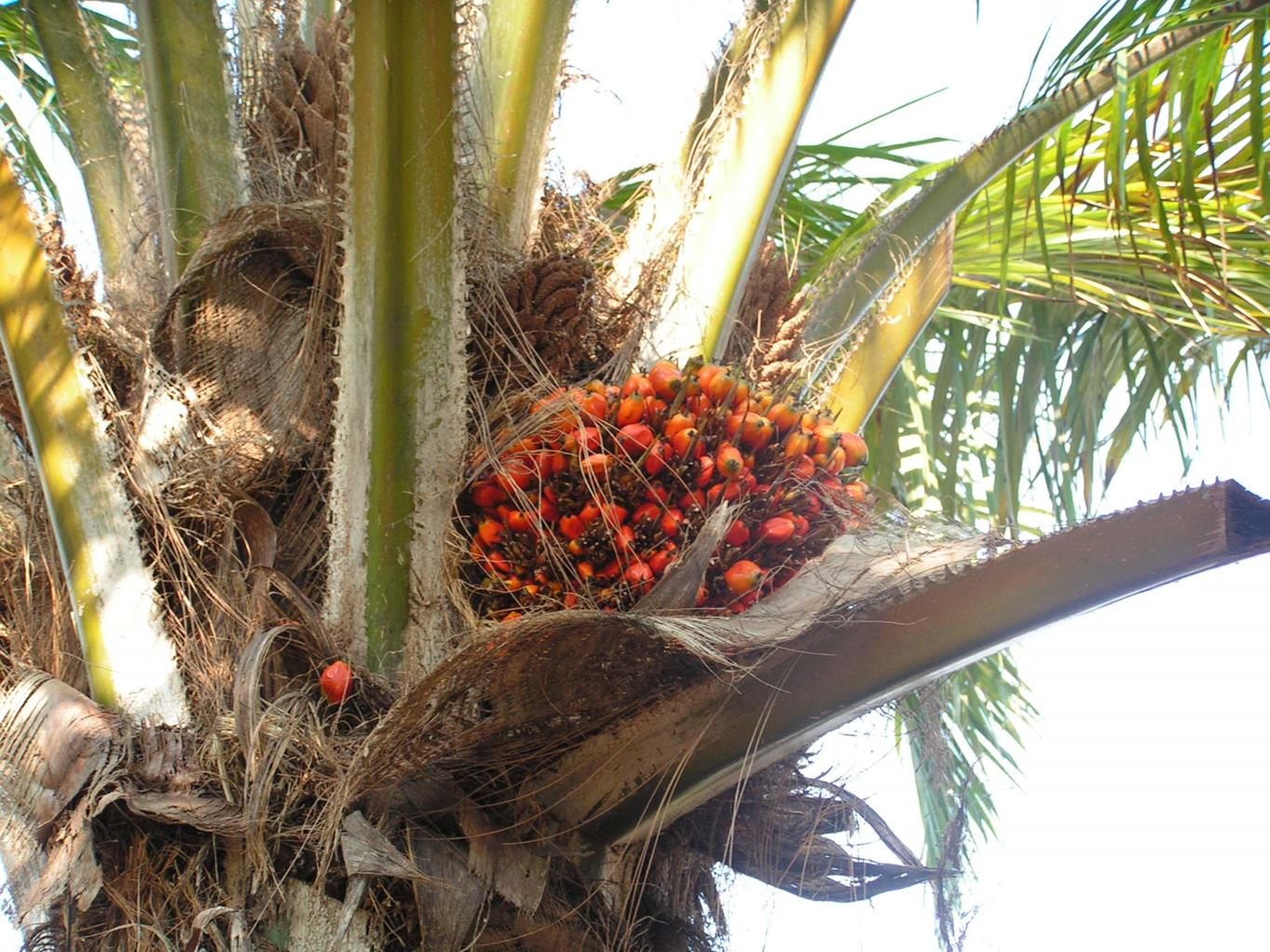 Elaeis guineensis Elaeis guineensis