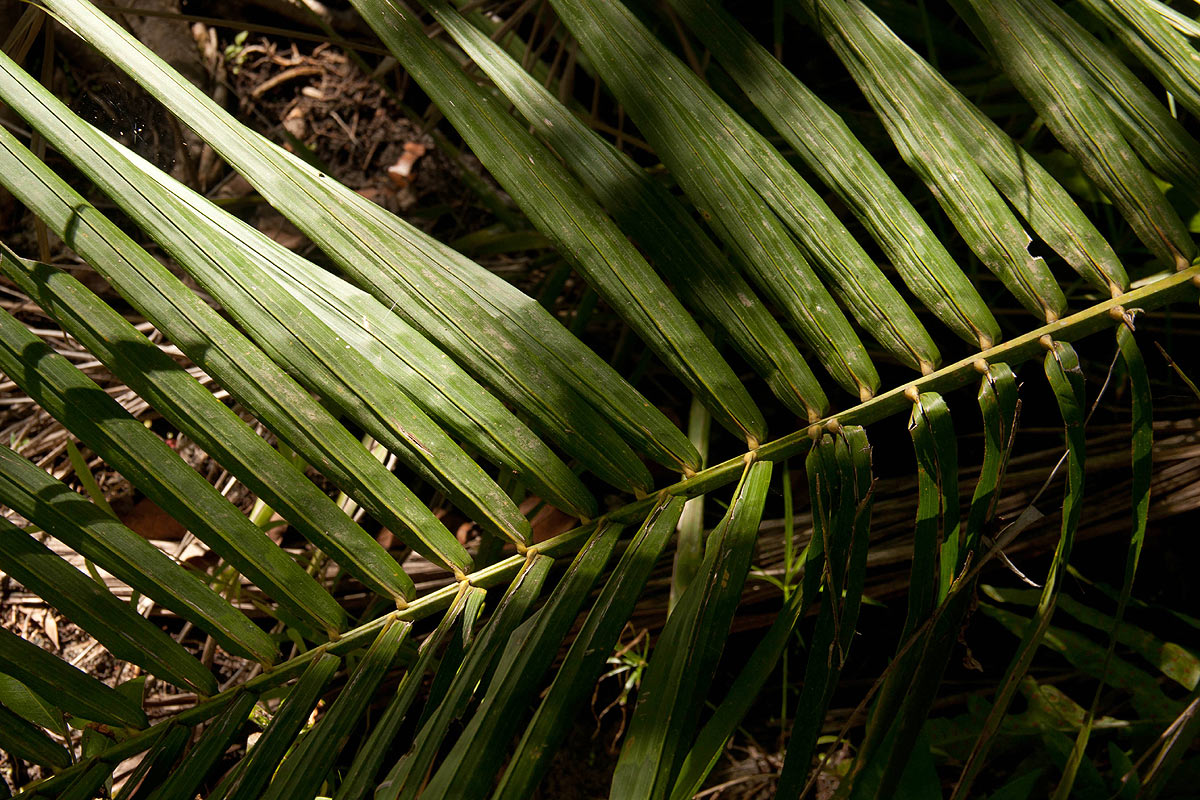 Elaeis guineensis Elaeis guineensis