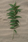 Azadirachta indica