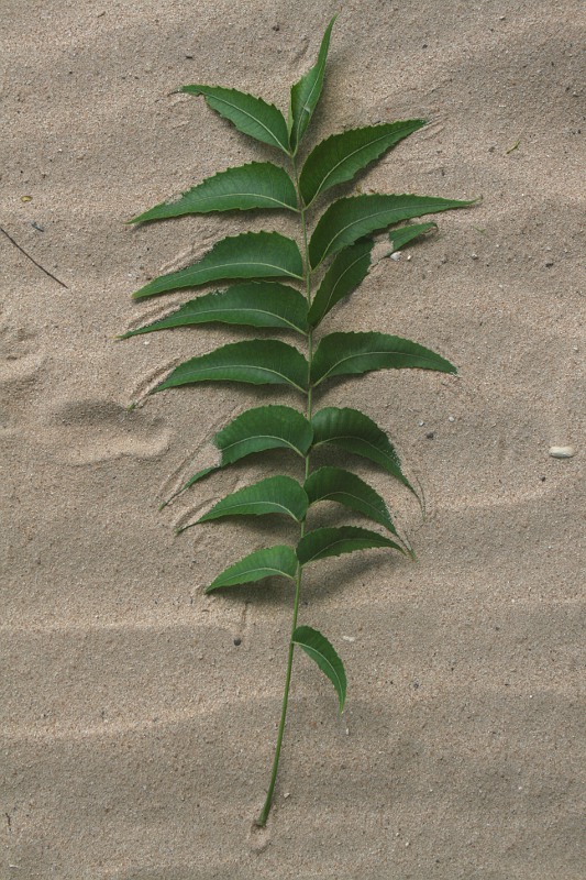 Azadirachta indica Azadirachta indica