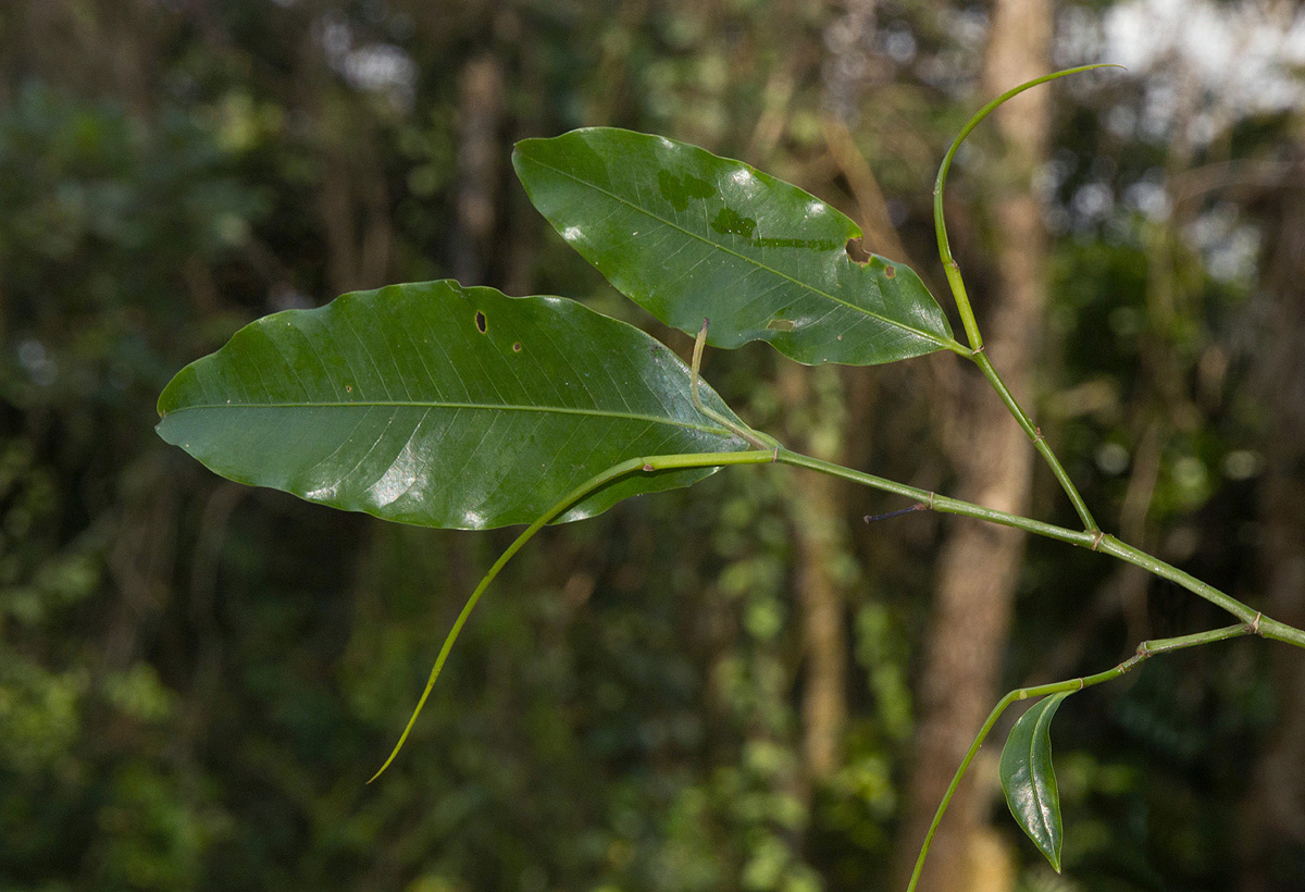 Klainedoxa gabonensis Klainedoxa gabonensis