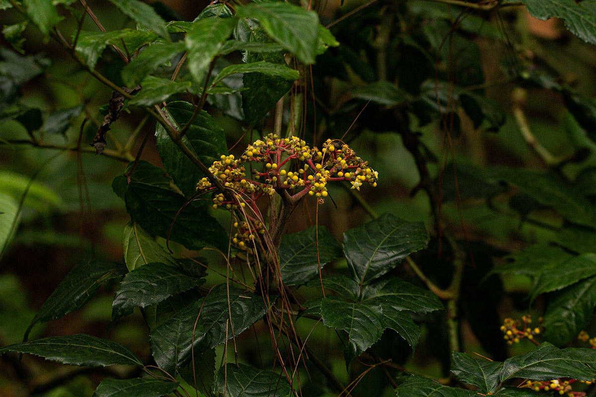 Leea guineensis Leea guineensis