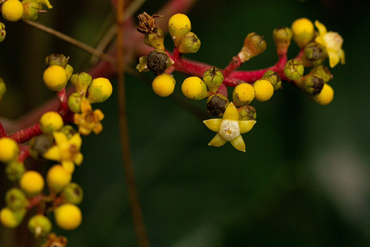 Leea guineensis Leea guineensis