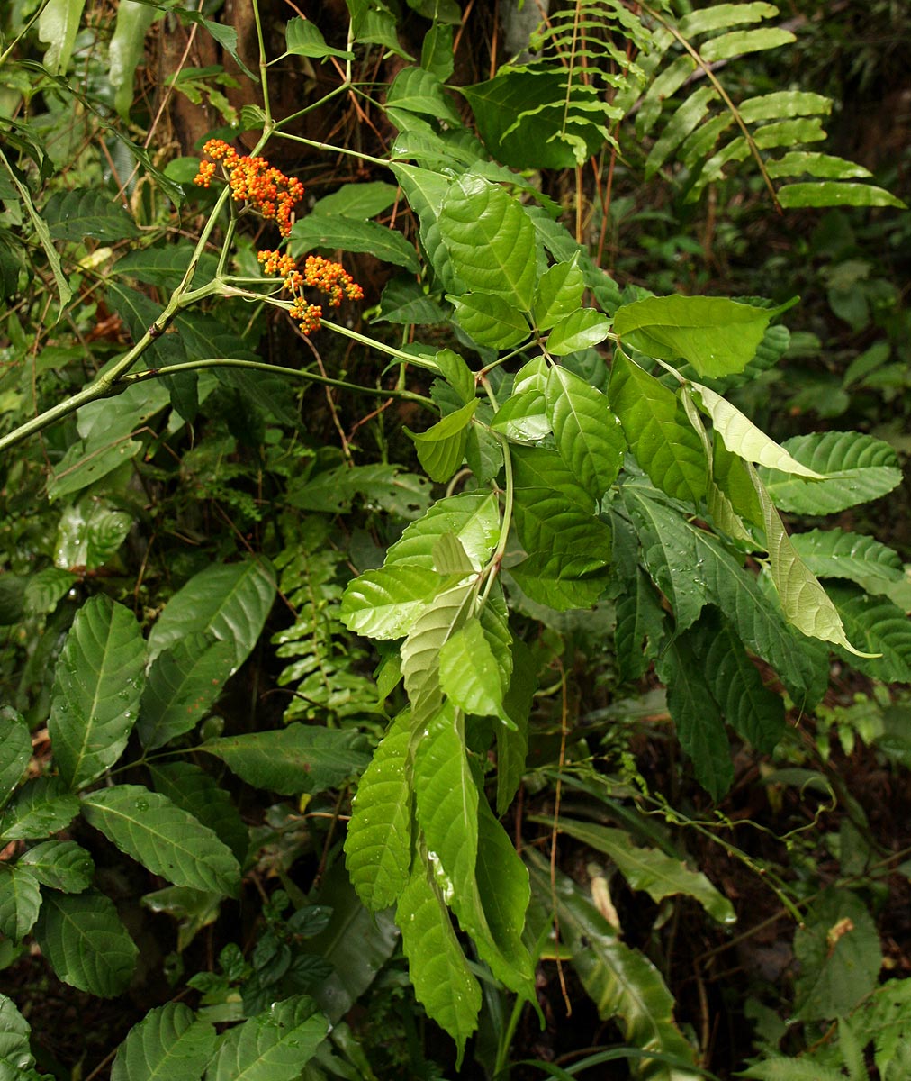Leea guineensis Leea guineensis