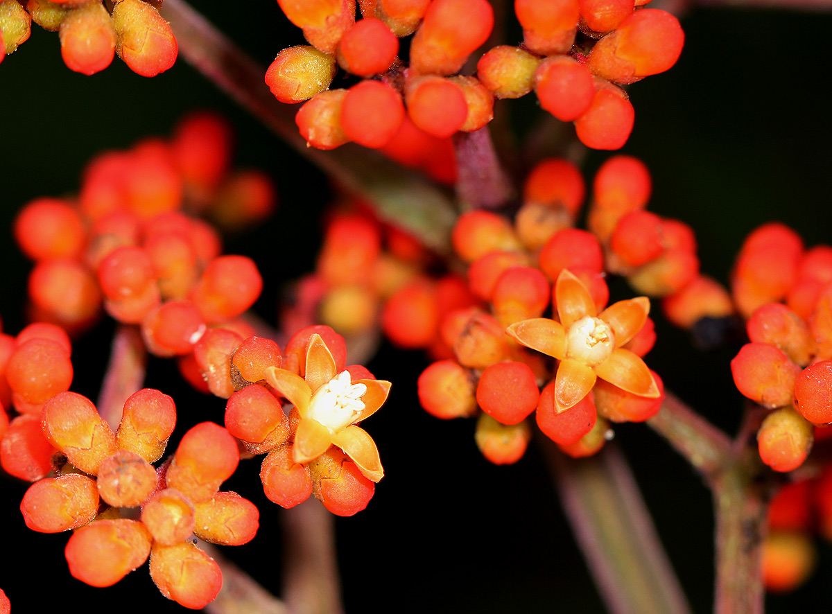 Leea guineensis Leea guineensis