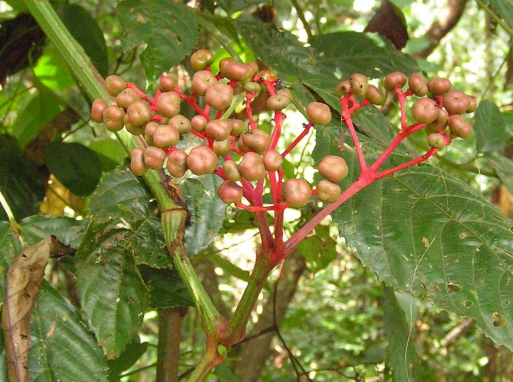 Leea guineensis Leea guineensis