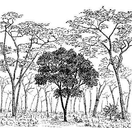 Anisophyllea boehmii