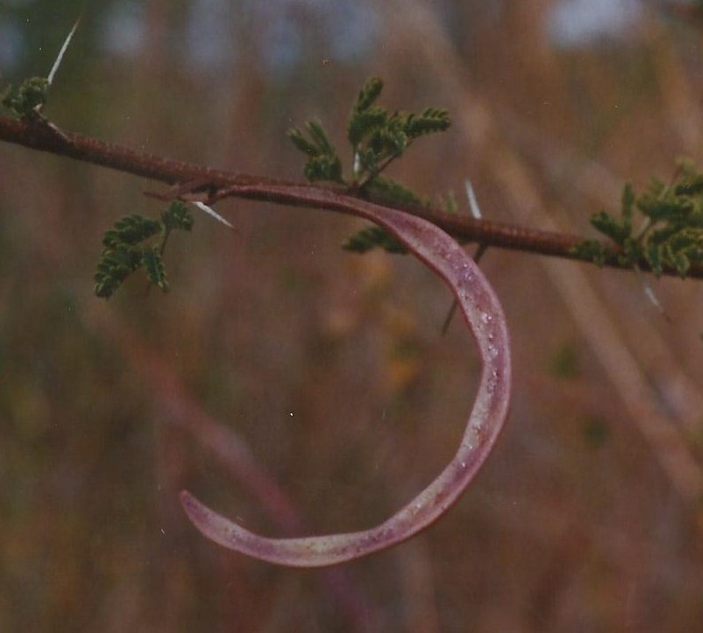 Acacia hockii Acacia hockii