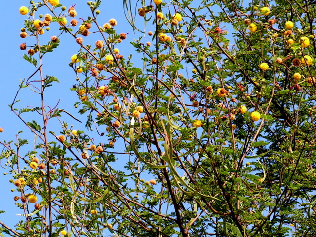 Acacia hockii Acacia hockii