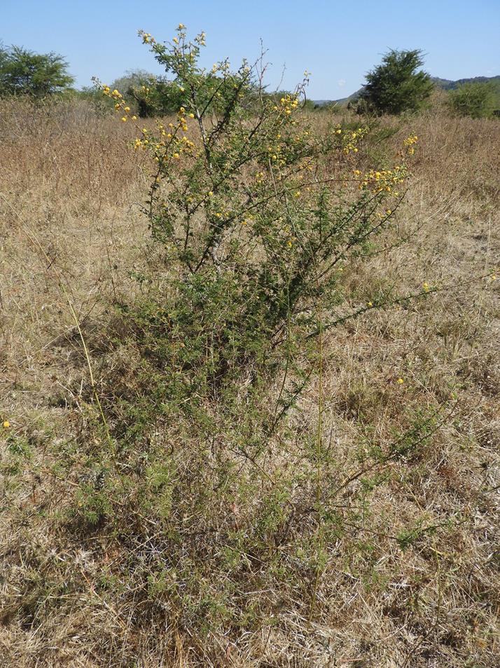 Acacia hockii Acacia hockii