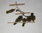 Didymoglossum erosum