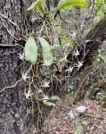 Aerangis brachycarpa