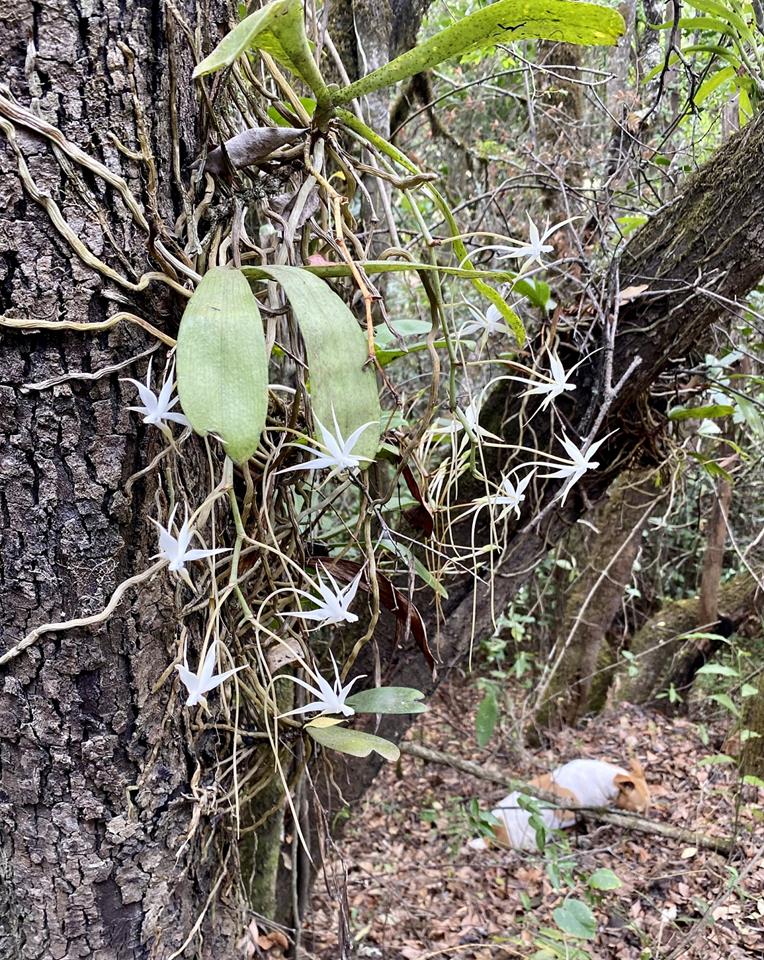 Aerangis brachycarpa Aerangis brachycarpa