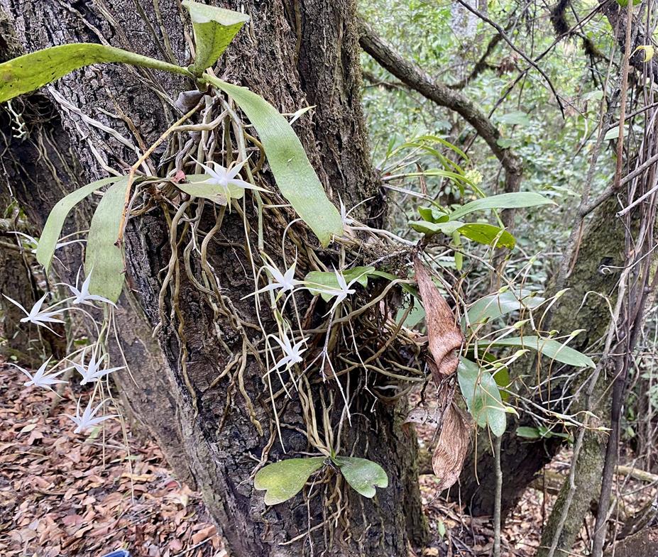 Aerangis brachycarpa Aerangis brachycarpa