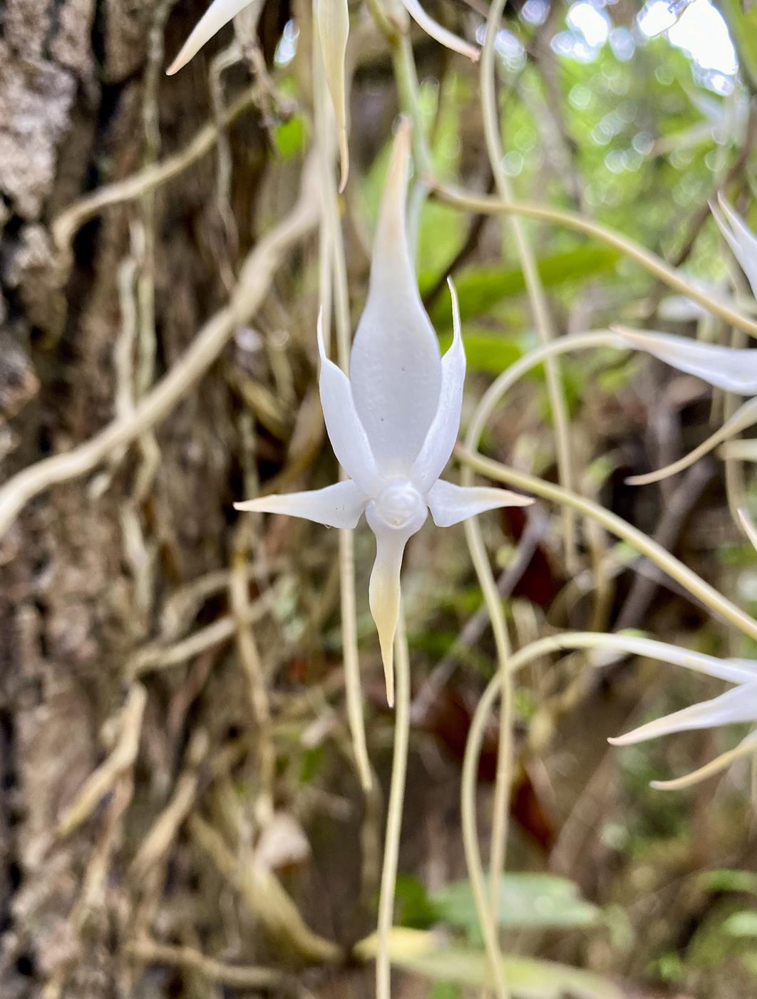 Aerangis brachycarpa