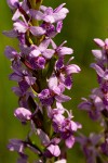Brachycorythis angolensis