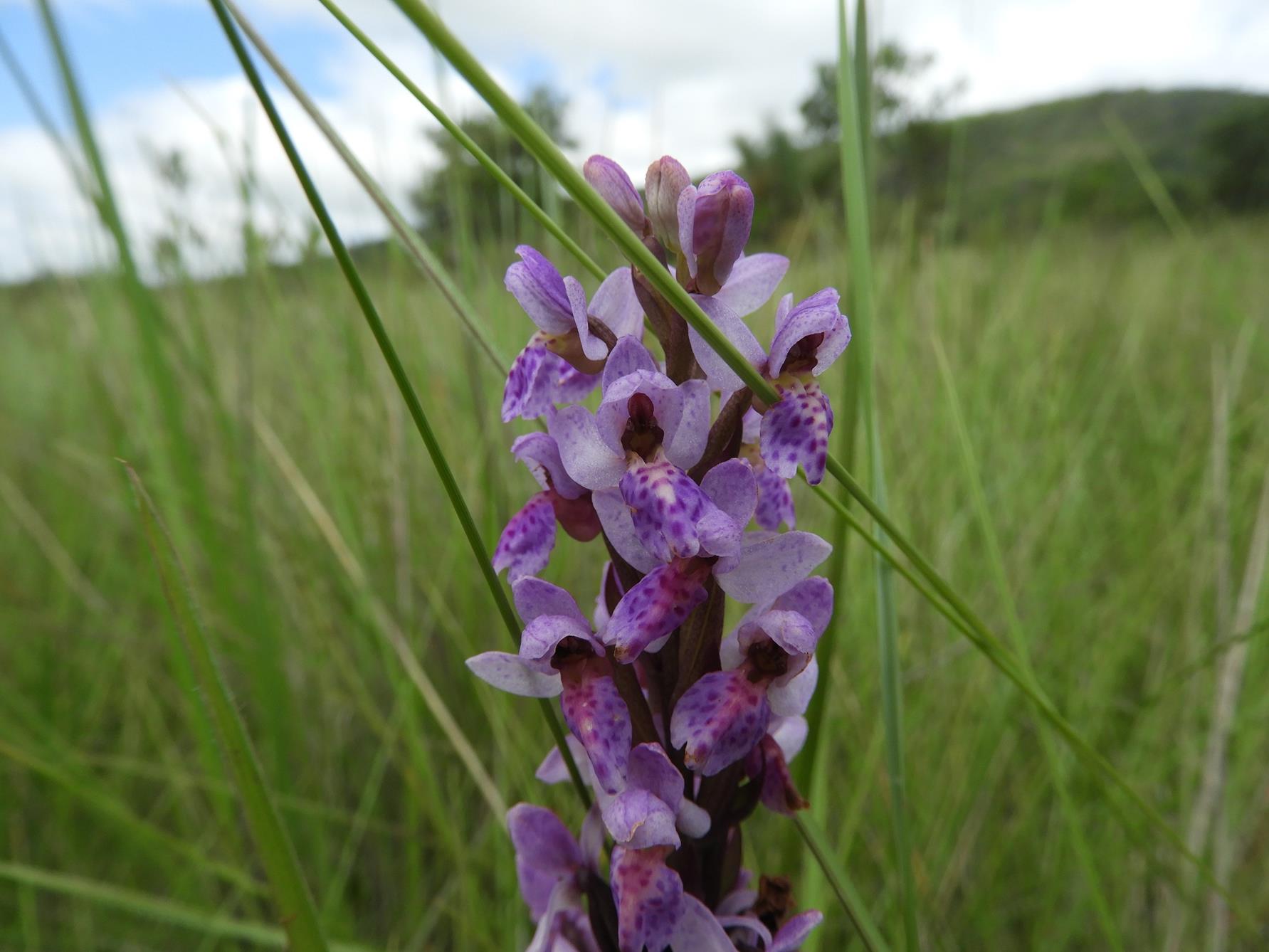 Brachycorythis angolensis Brachycorythis angolensis