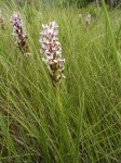 Brachycorythis angolensis